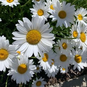 Meet your Posher, Lia